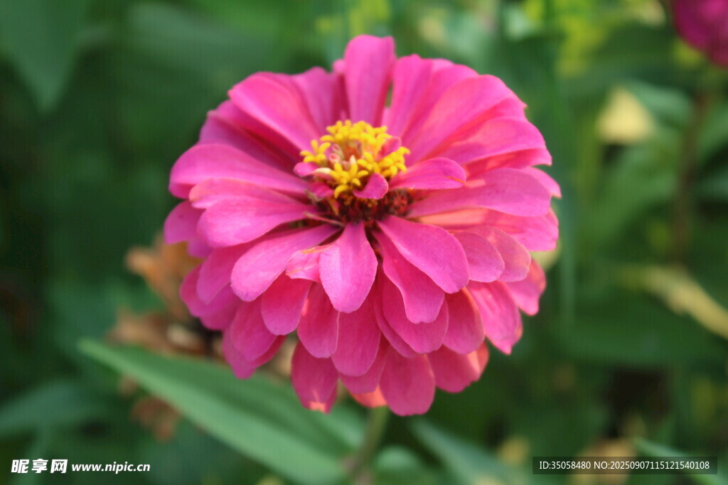  百日菊