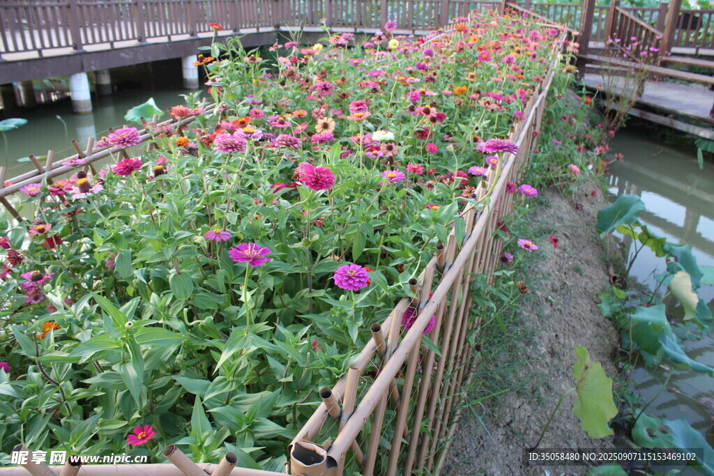 百日菊  