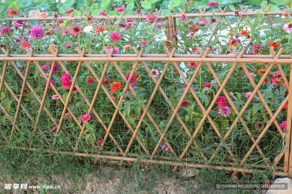百日菊