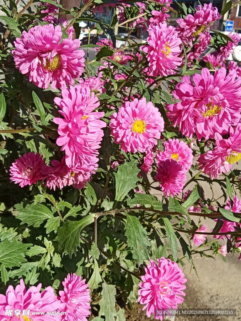 艳丽绽放的粉色菊花