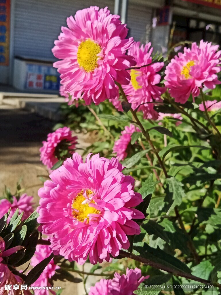 艳丽粉色菊花绽放