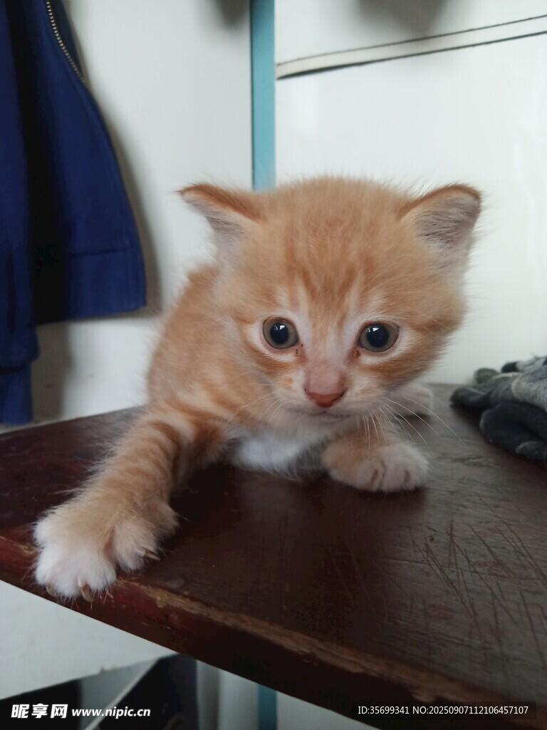 可爱小橘猫趴在木桌上