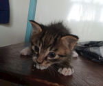 可爱小奶猫趴在木桌上