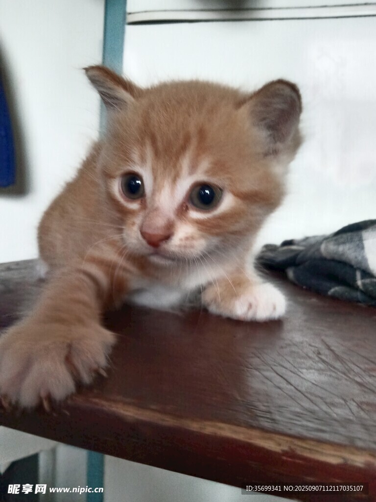 可爱小橘猫趴在木桌上
