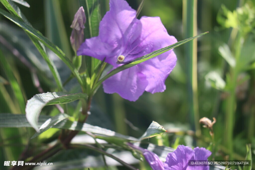 蓝花草