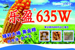 玉米种子
