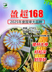玉米种子