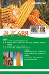 玉米种子