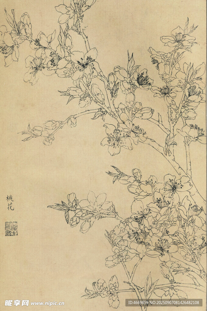 桃花