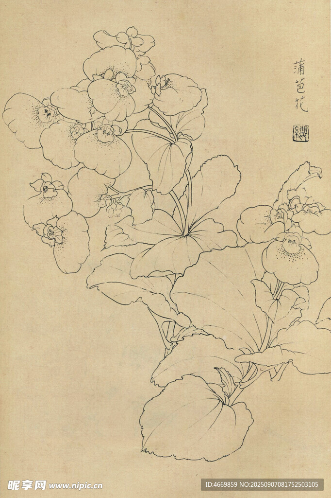 蒲苞花