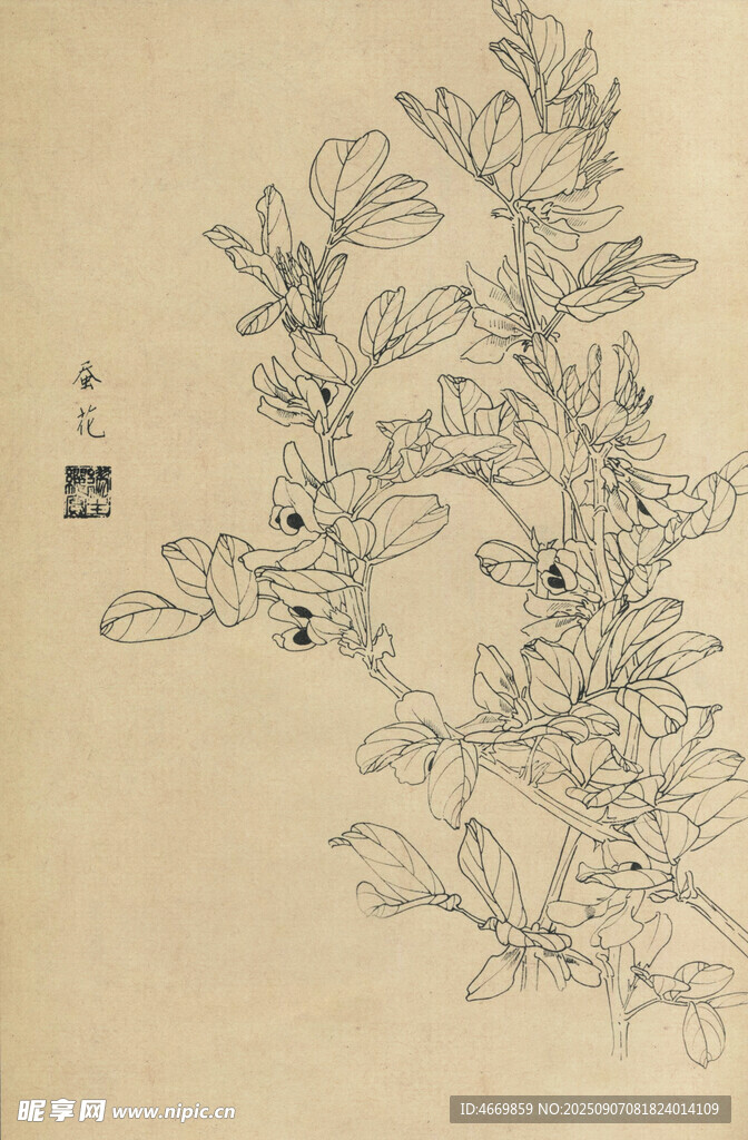 蚕花