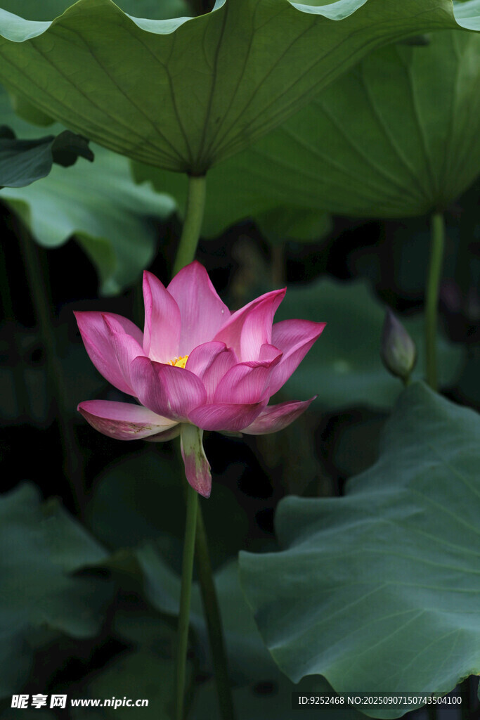 荷花 绿叶