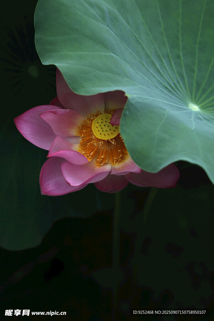 荷叶 荷花