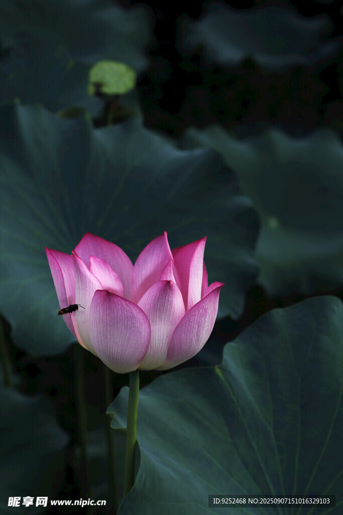 粉莲 