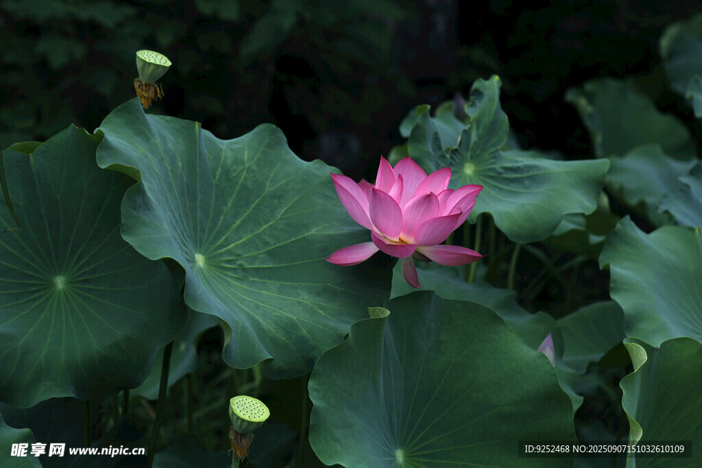 莲花 