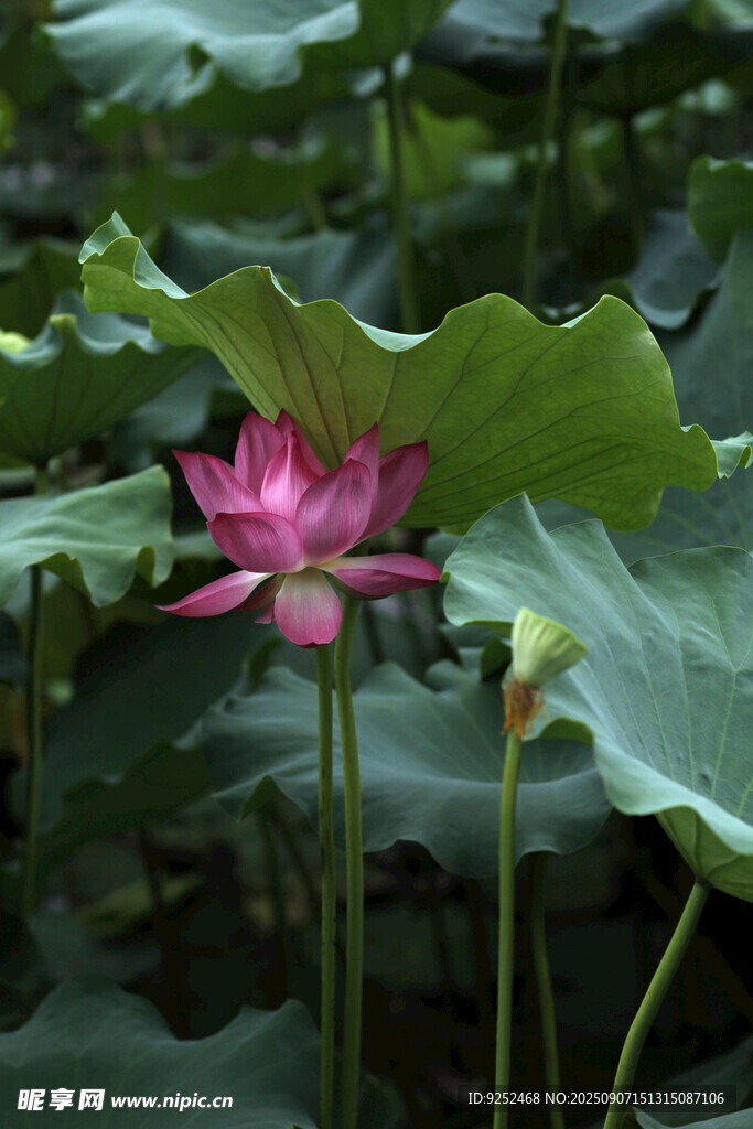  荷花