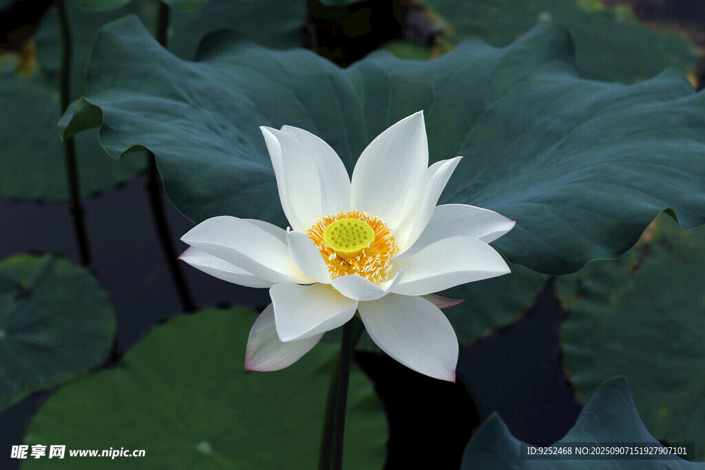 莲花 花蕊