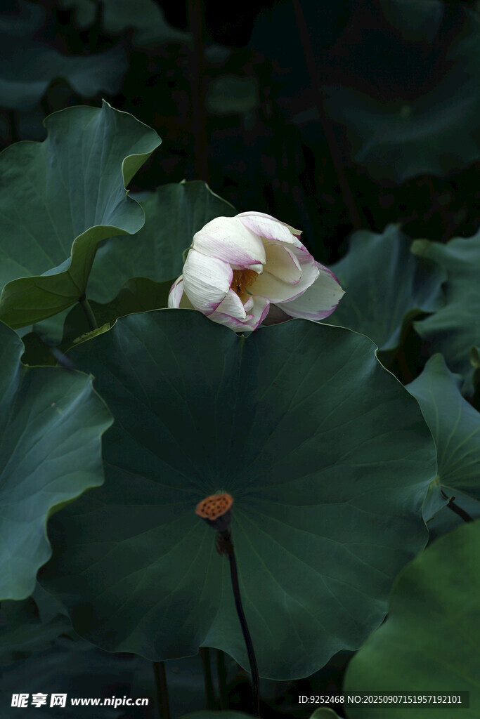 白荷 绿色