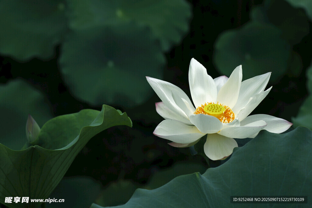 白荷 绿叶