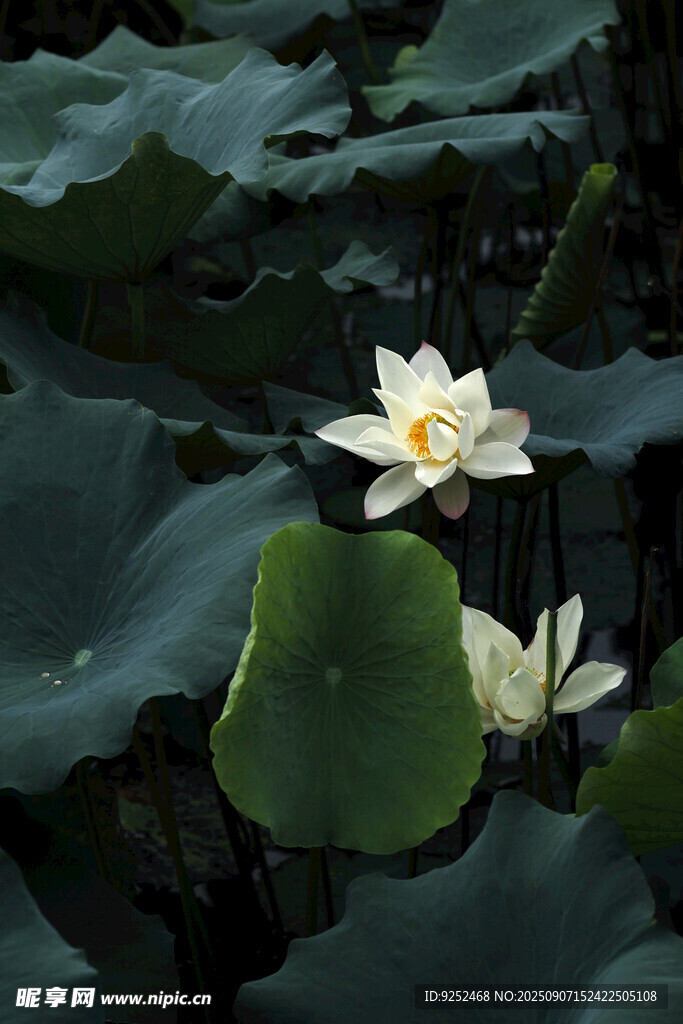 荷花 荷塘