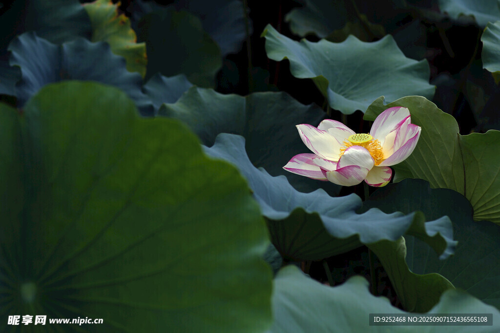 双色荷花