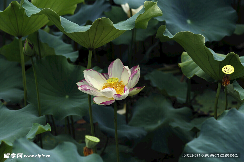 莲花