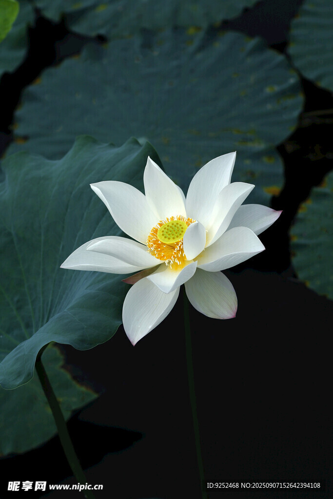 白色荷花