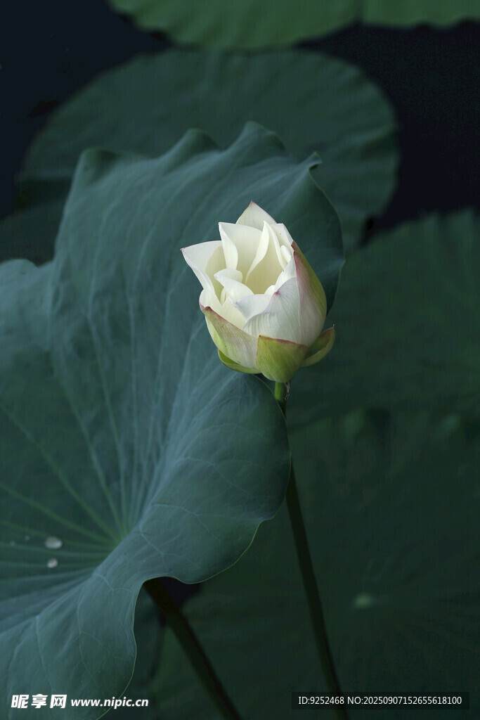  白荷