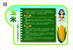 玉米植物介绍