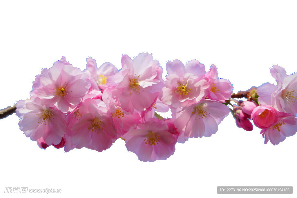 粉嫩樱花枝