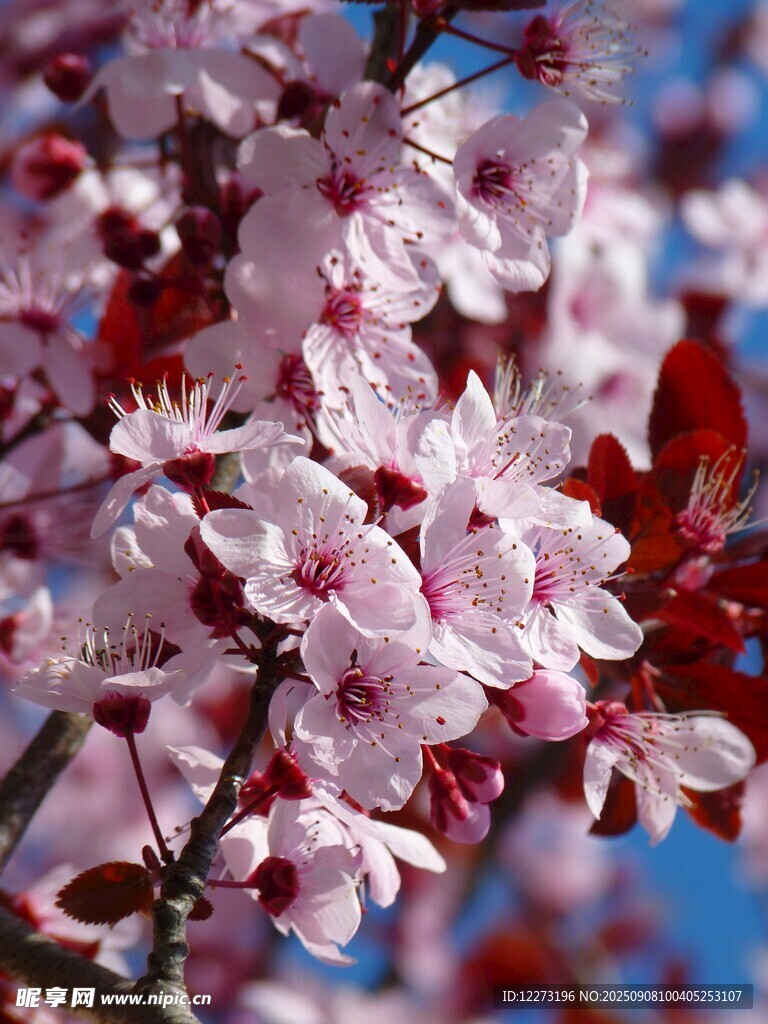 枝头绽放的粉嫩樱花