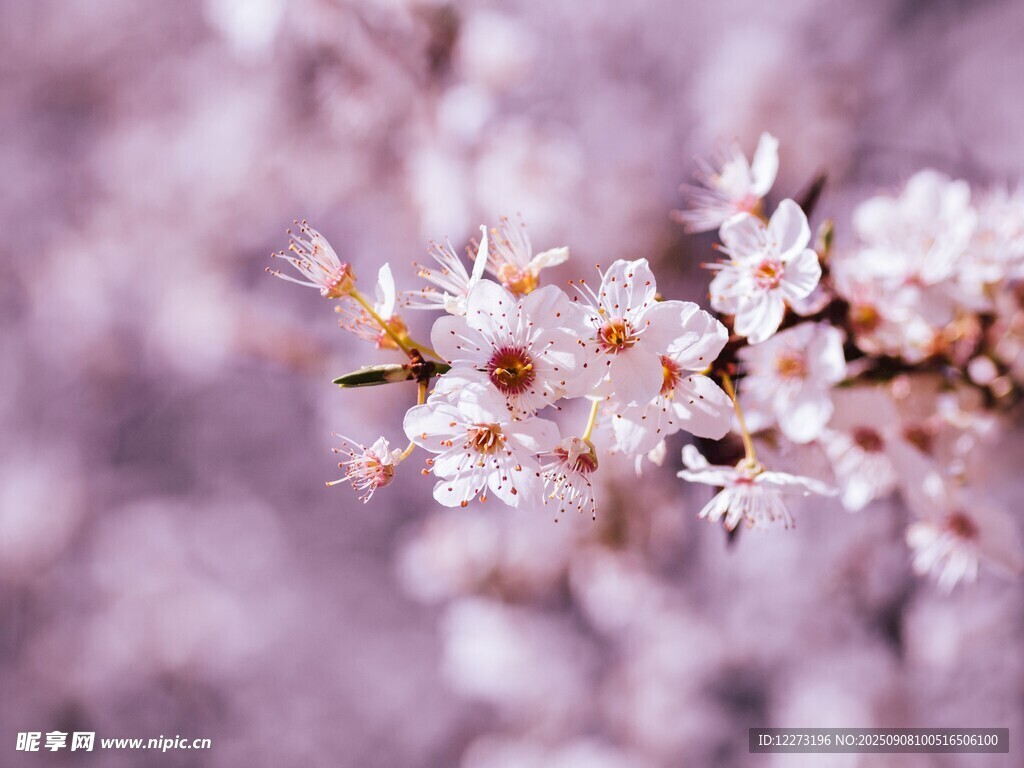 浪漫樱花绽放枝头