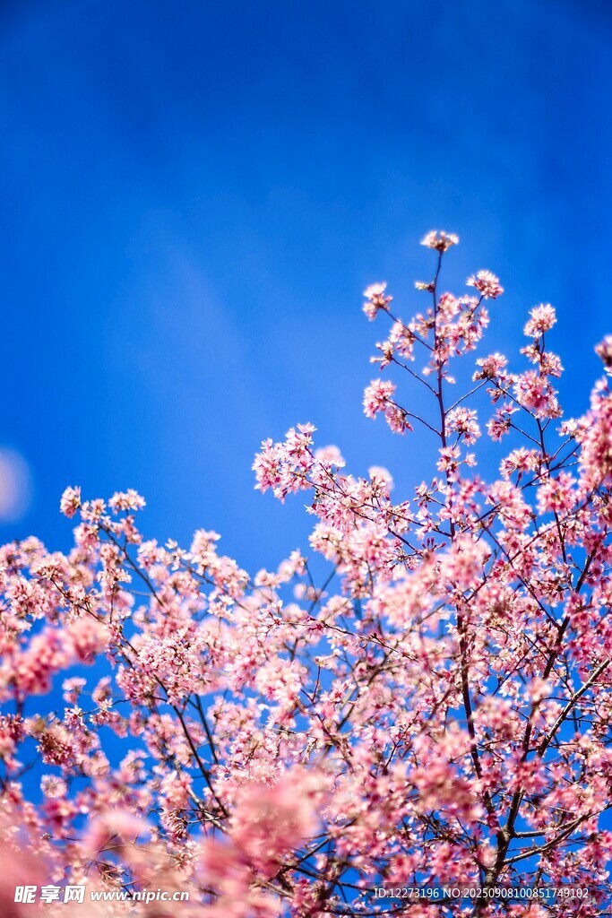 蓝天映衬下的烂漫樱花