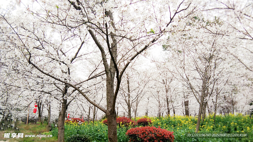 春日烂漫樱花林景观