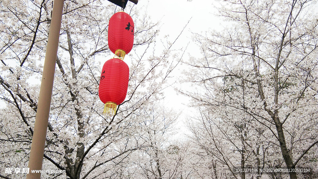 雪映红灯 冬日浪漫景致