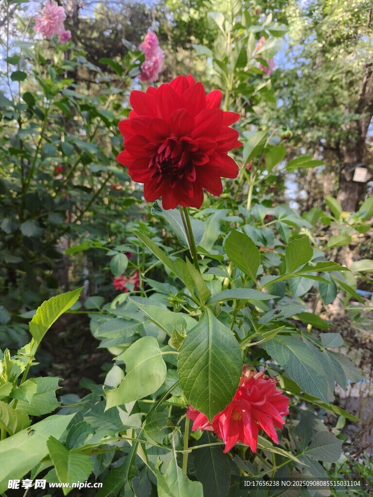 娇艳红花朵于绿叶间绽放