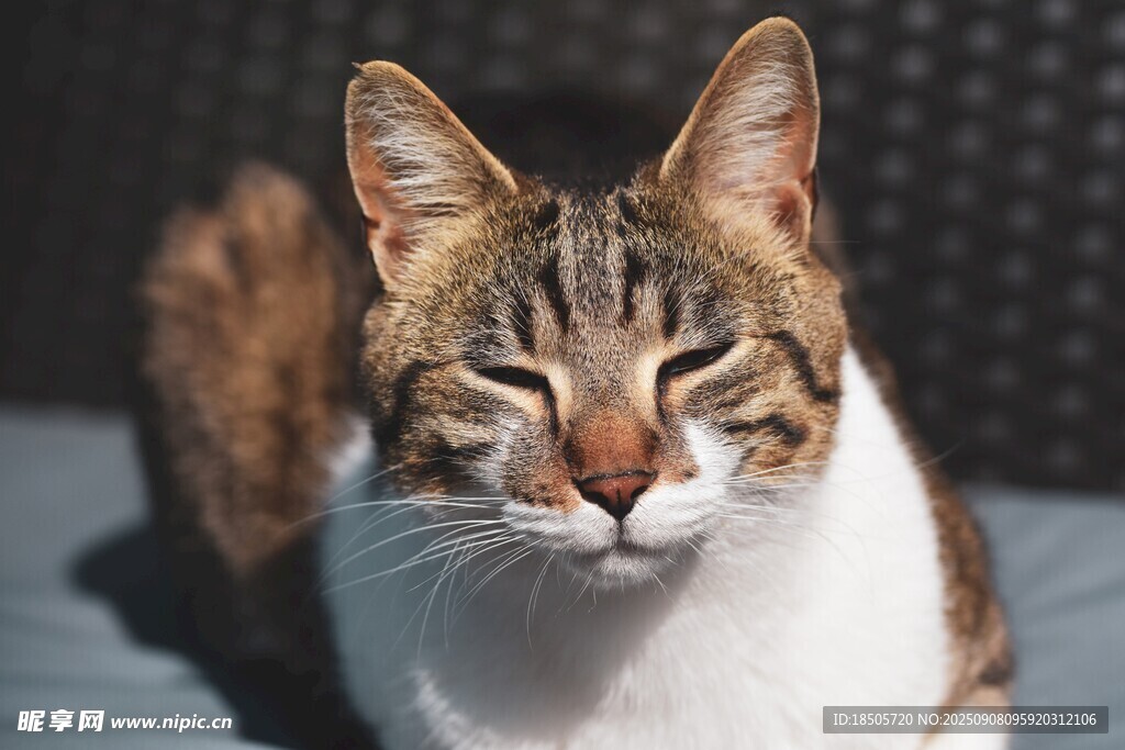 阳光下惬意的猫咪