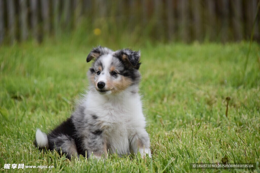 草地上的可爱澳洲牧羊犬