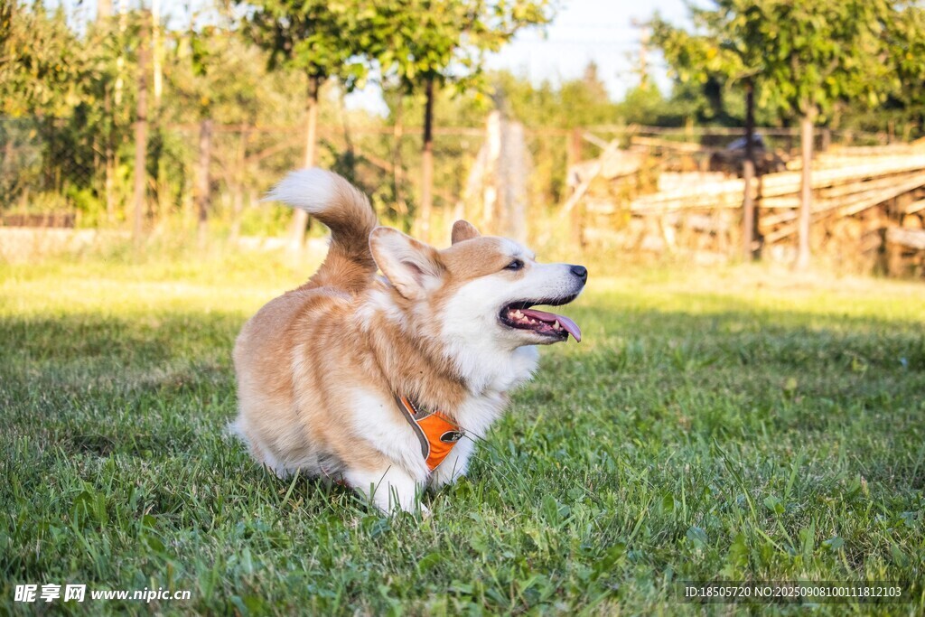 草地上欢快奔跑的柯基犬