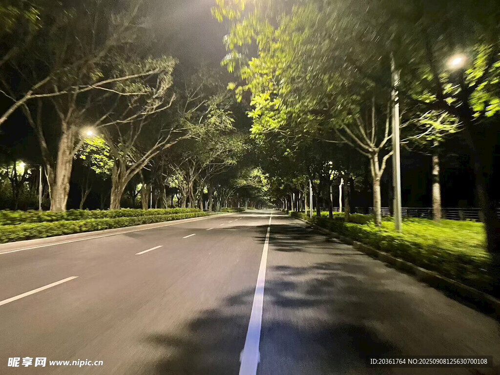 夜晚林荫大道静谧景象