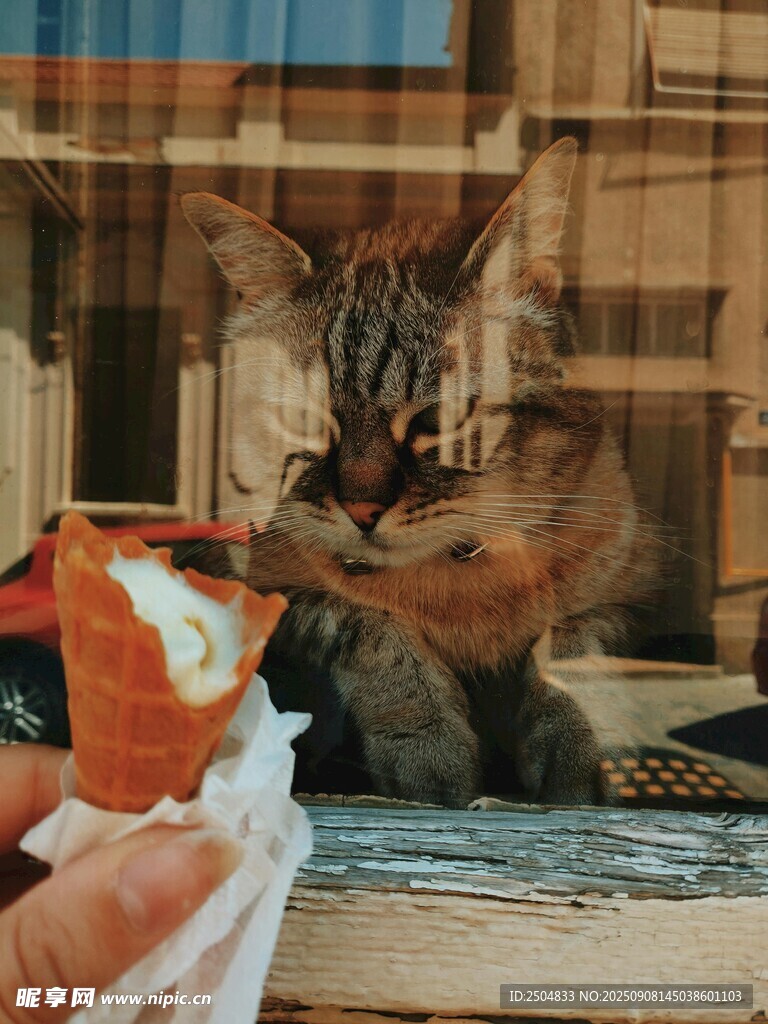 猫咪专注玩手中物品