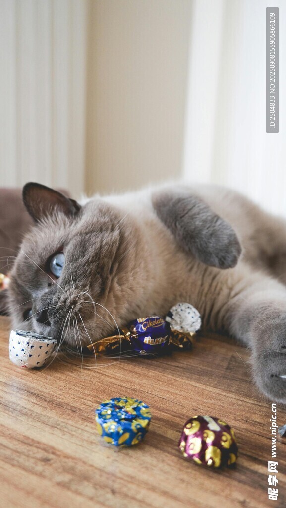猫咪玩多彩小铃铛
