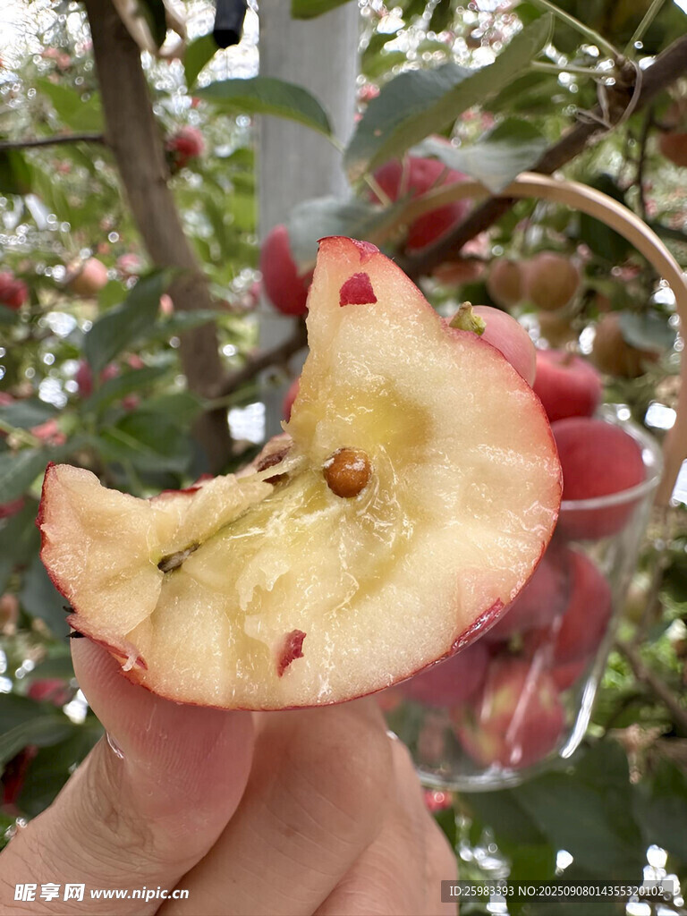苹果栽培
