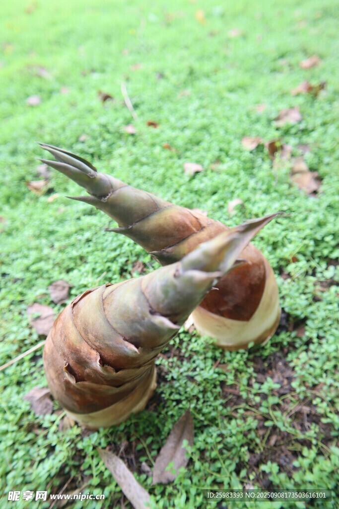 竹笋
