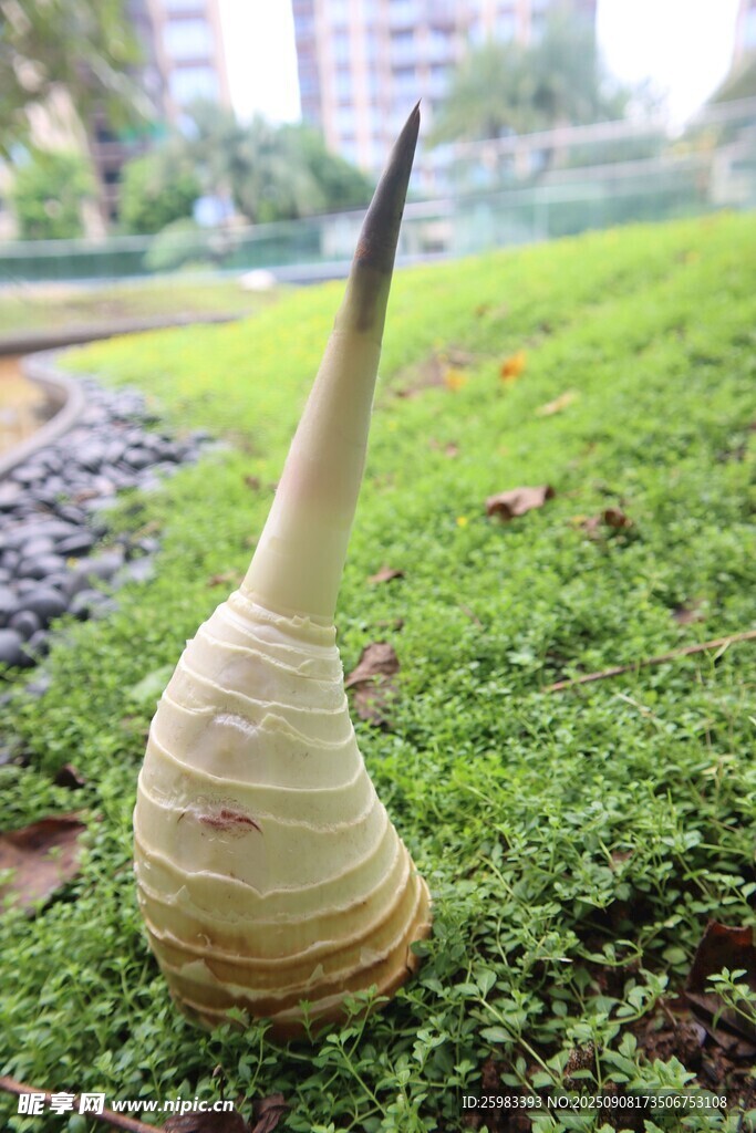 竹笋