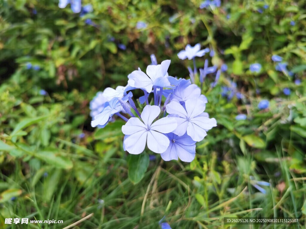蓝白小花绽放于绿野间