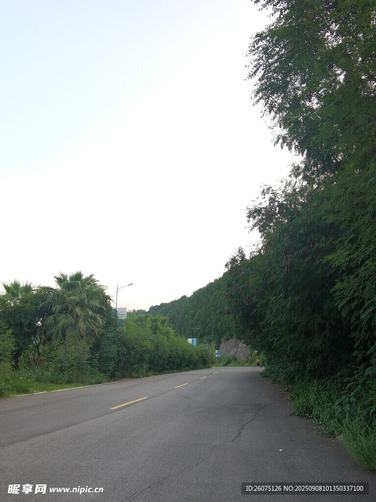 乡间宁静公路绿树相伴