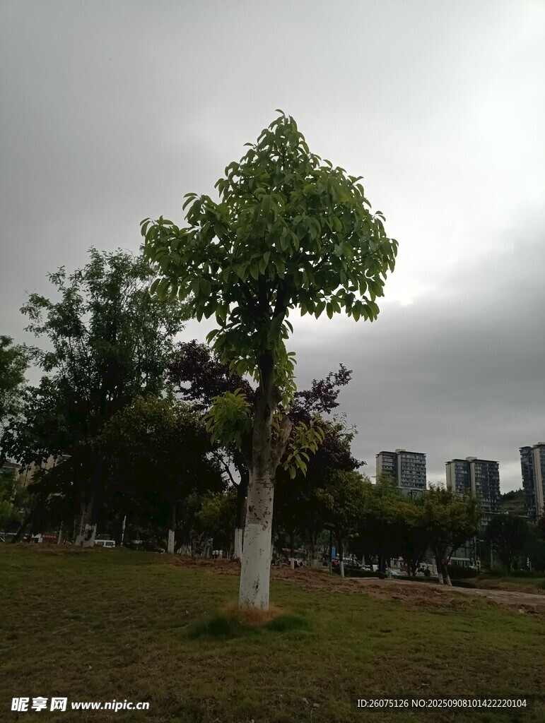 阴天公园中的葱郁树木