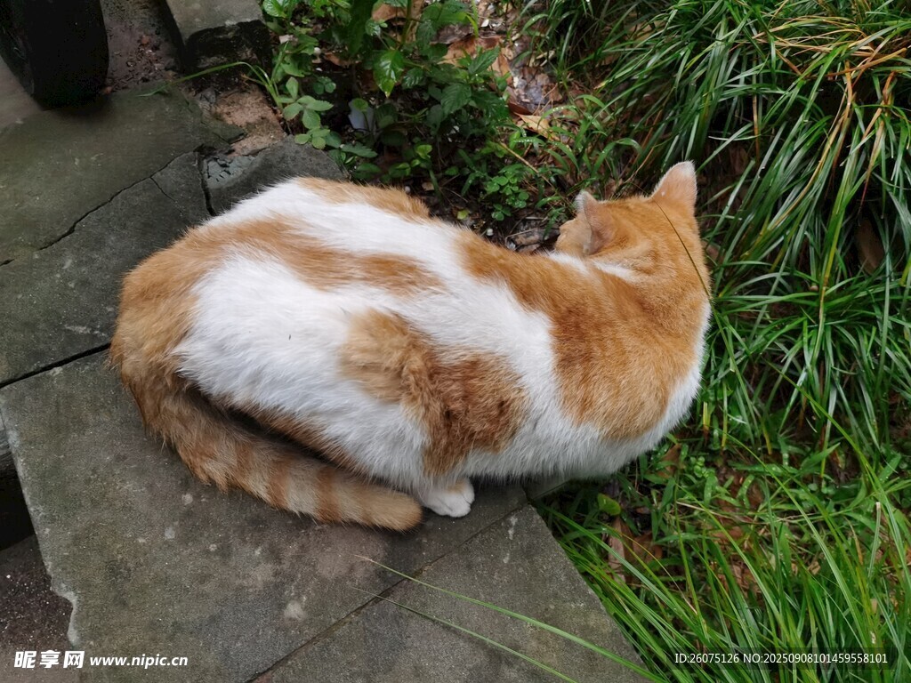 蜷卧在草丛边的花斑猫