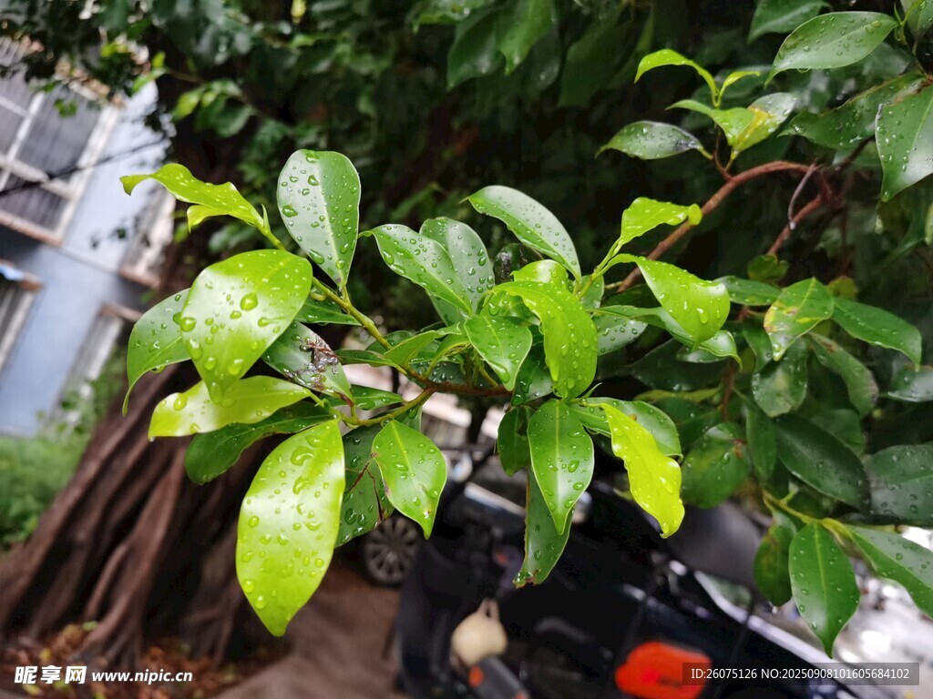 雨中翠绿生机植物枝叶特写